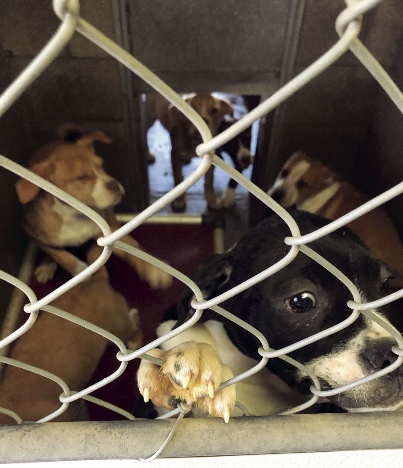 Shelter Dogs